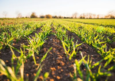 green grass field during daytime