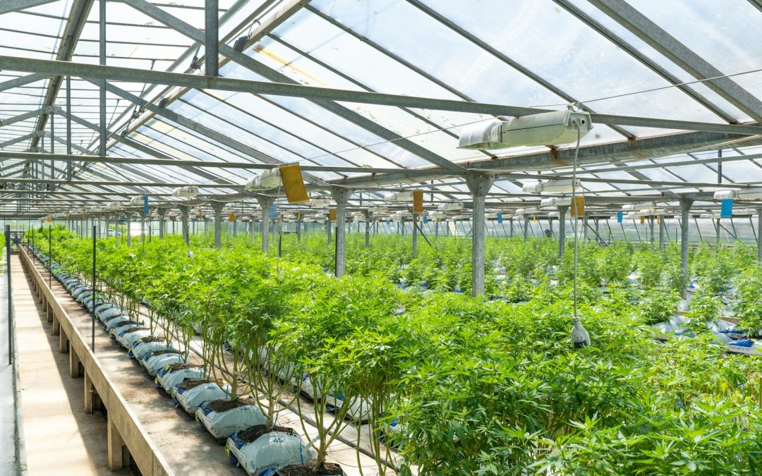 Comprehensive Excess Insurance for Cannabis Businesses