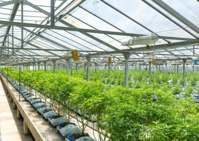 green plants on greenhouse during daytime