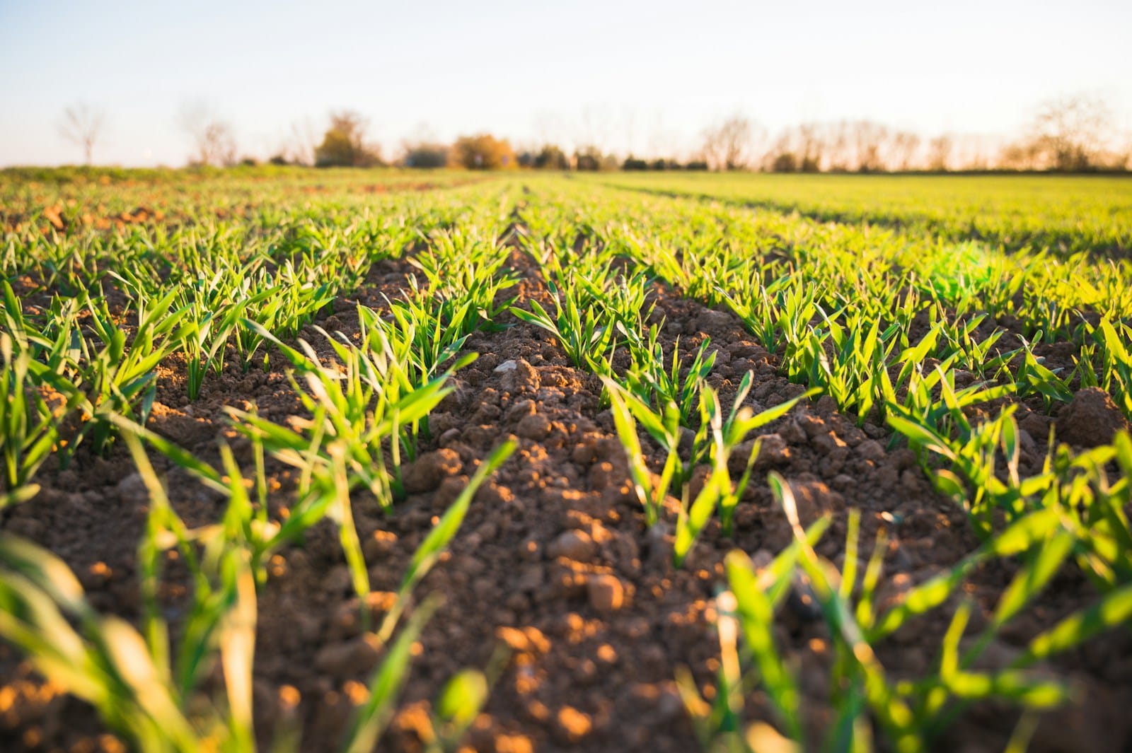 Agriculture & Cultivation