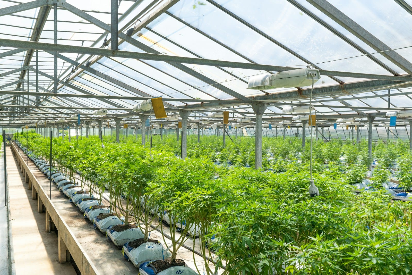 Agriculture & Hemp