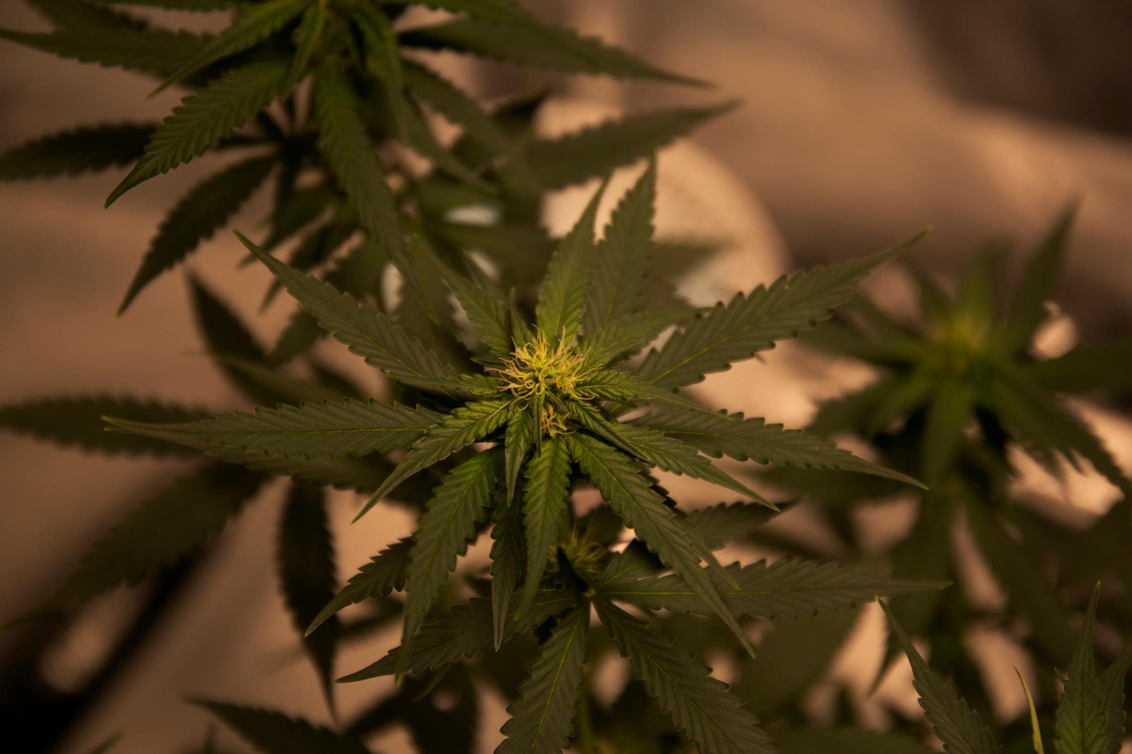 Cannabis, Hemp, and Natural Products: Navigating a Volatile Insurance Market